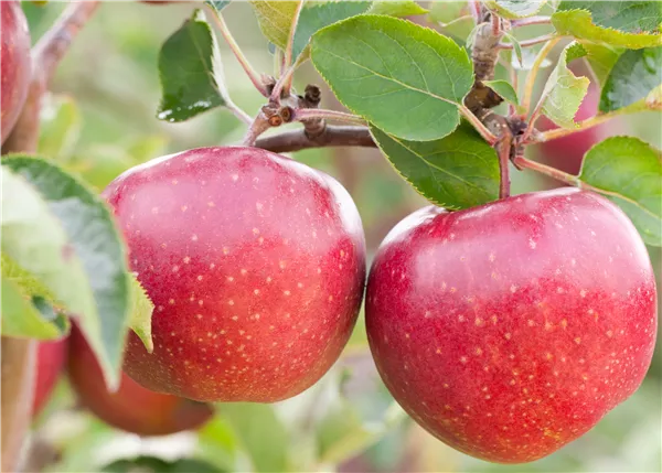 Obstgehölze vor Schädlingen schützen und die Ernte sichern