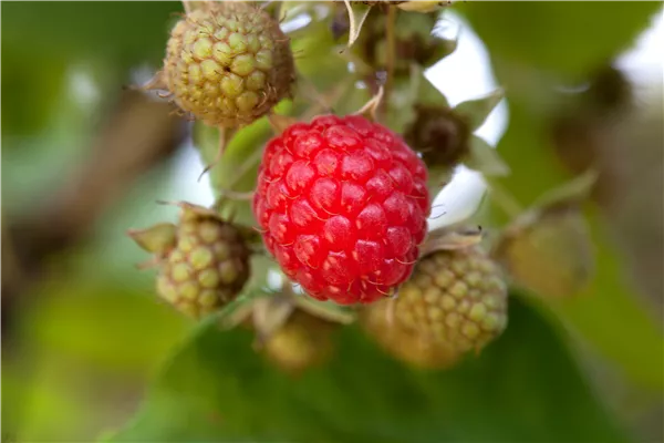 Rubus idaeus