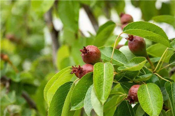 Birne - Fruchtbildung