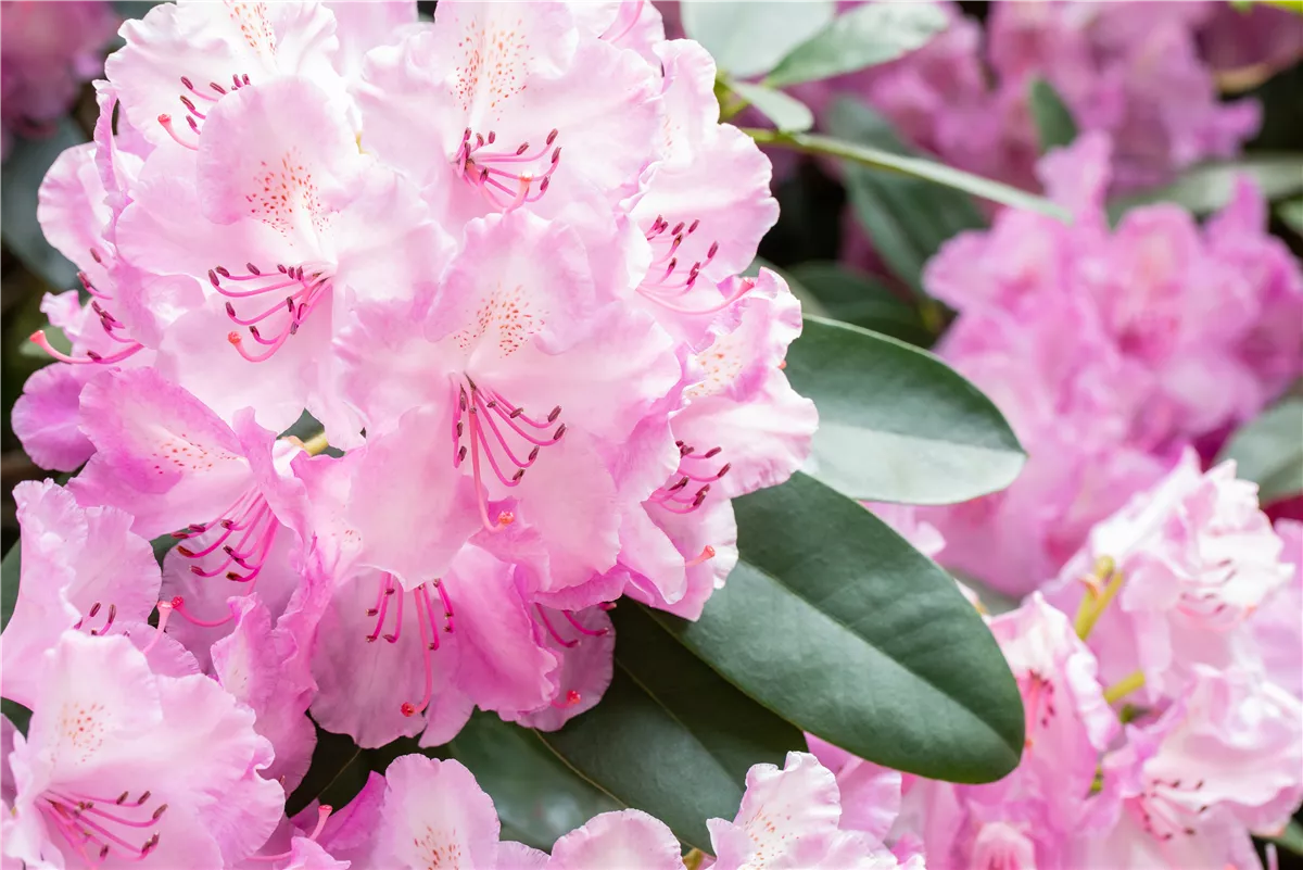 Rhododendronarten und -sorten – Die schönsten Kandidaten - Gartenwelt Kremer