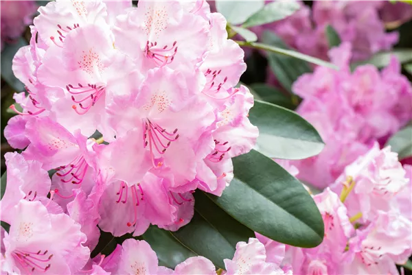 Rhododendronarten und -sorten – Die schönsten Kandidaten