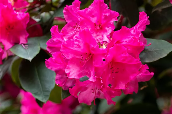 Rhododendron yakushimanum 'Esprit'