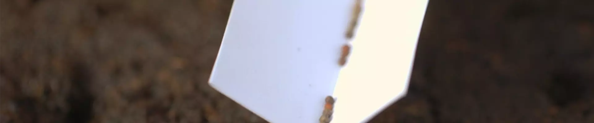 Brokkoli - Aussaat (Thumbnail)