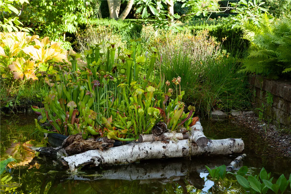 Warum Wasserpflanzen kaufen immer eine gute Idee ist - Gartenwelt Kremer