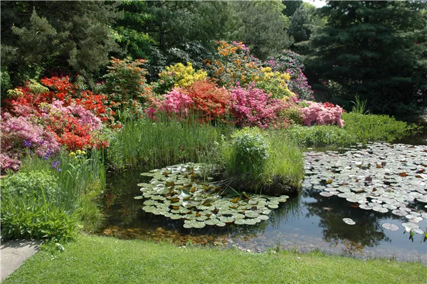 Gartenansicht mit Azaleen und Teich