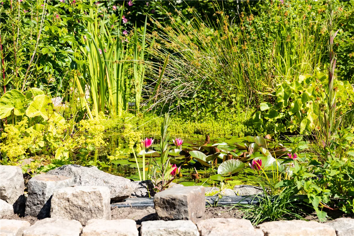 Wasserpflanzen einsetzen – So wird der Teich zum Highlight - Gartenwelt Kremer