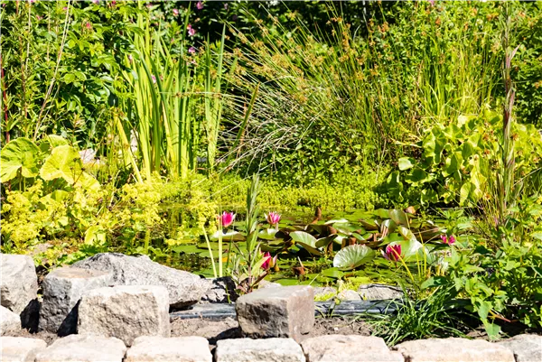 Wasserpflanzen einsetzen – So wird der Teich zum Highlight