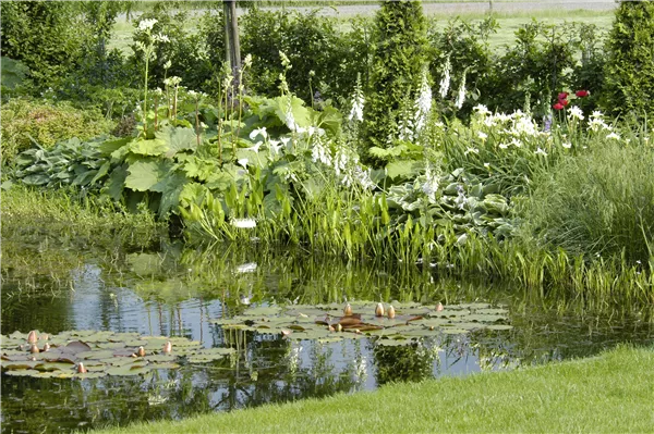 Gartenansicht mit Teich