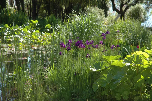 Iris setosa