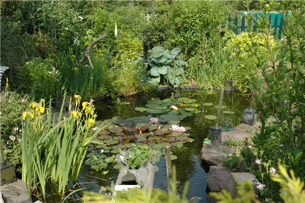 Teich mit Wasserpflanzen
