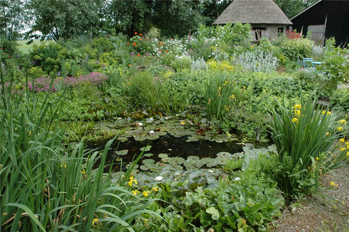 Wasserpflanzen im Garten und die perfekten Nachbarn - Gartenwelt Kremer