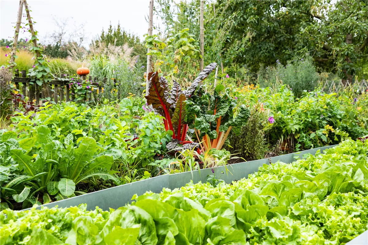 Kräuter und Gemüse für jeden Standort finden und pflanzen - Gartenwelt Kremer
