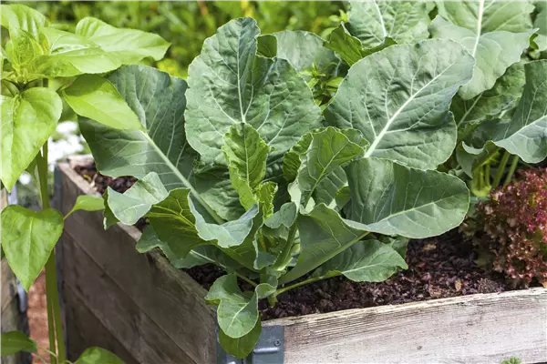 Brassica oleracea var. gongylodes