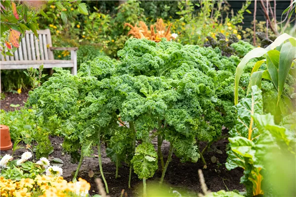 Brassica oleracea var. sabellica