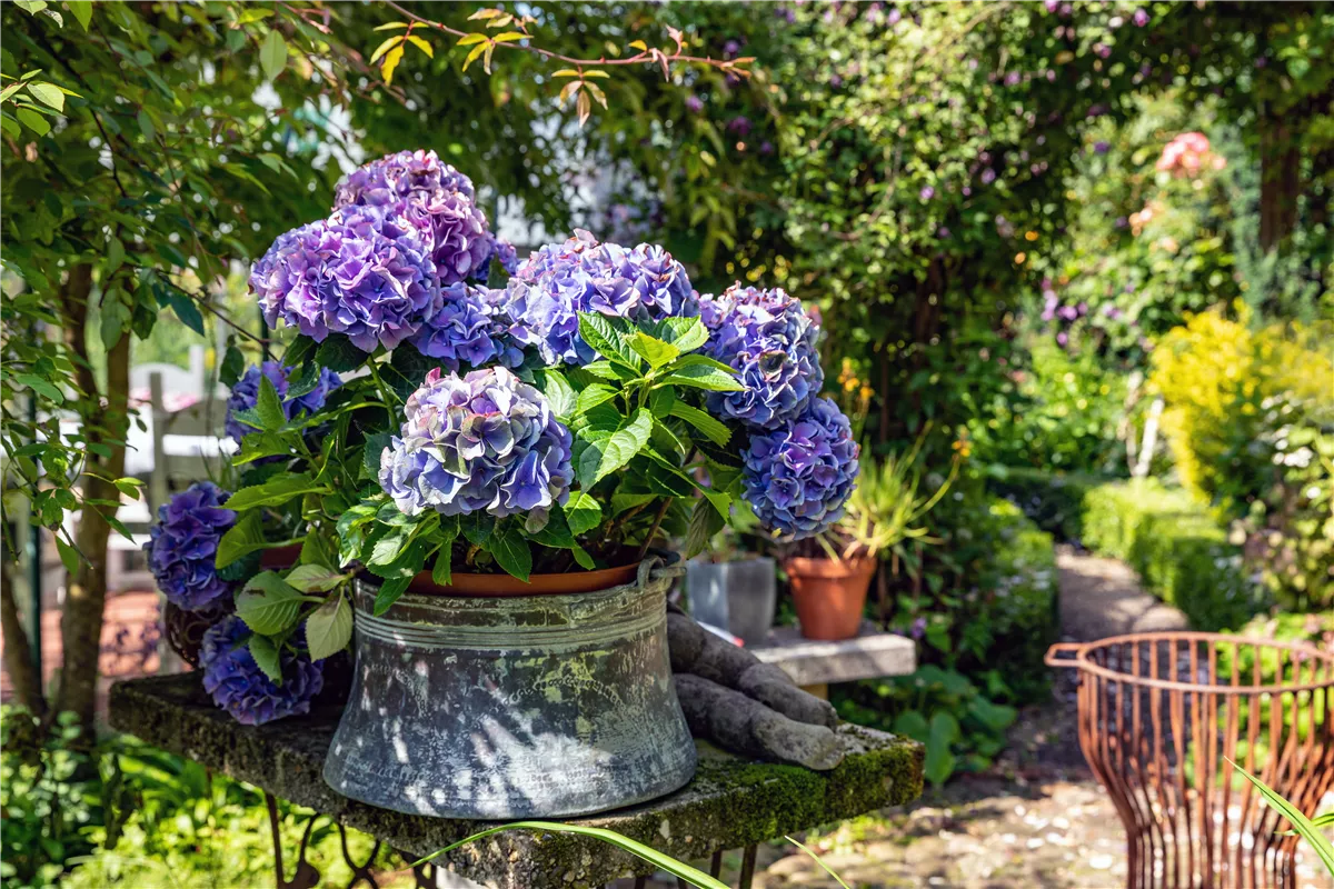 Hortensien pflanzen und pflegen leicht gemacht - Gartenwelt Kremer