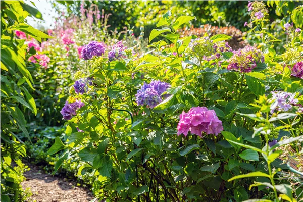 Hydrangea macrophylla