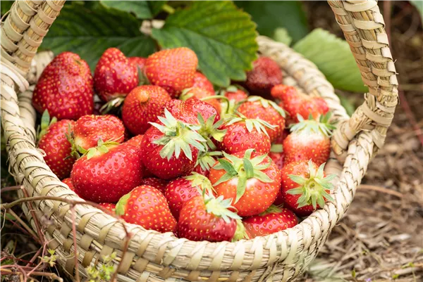 Erdbeeren pflanzen und pflegen für eine leckere Ernte