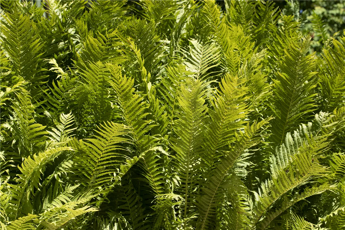 Farne im Garten als grüne Highlights im Schatten - Gartenwelt Kremer
