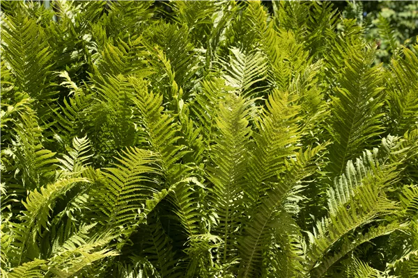 Farne im Garten als grüne Highlights im Schatten