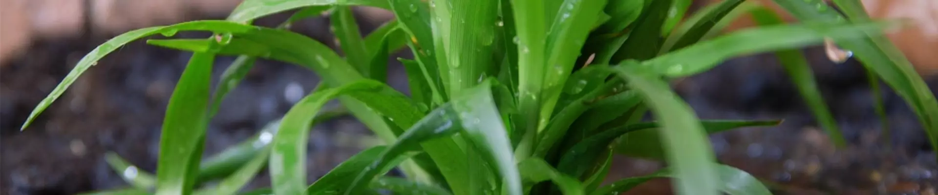 Waldmarbel - Einpflanzen im Garten (Thumbnail)