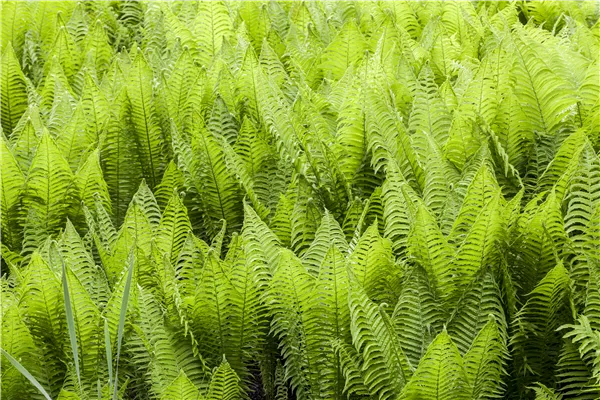 Athyrium