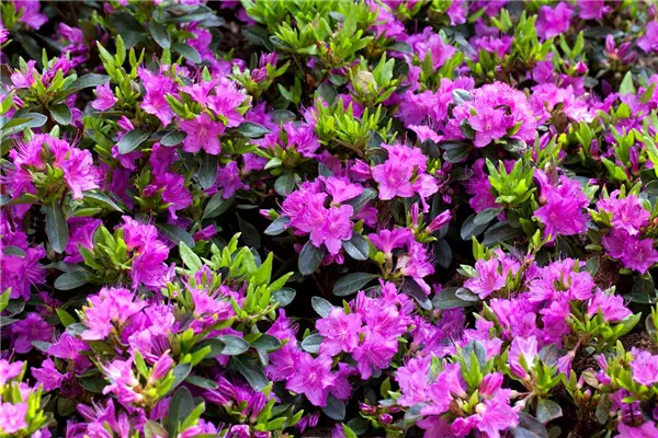 Rhododendron obt.'Königstein' Japanische Azalee