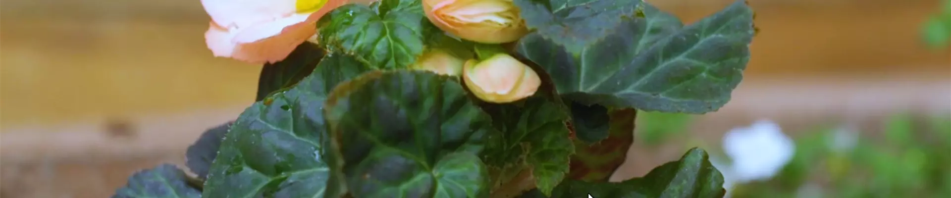 Knollenbegonie - Einpflanzen im Garten (thumbnail)