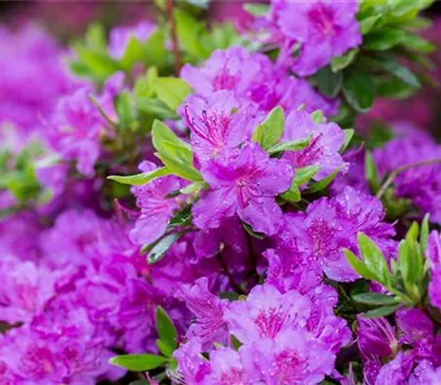 Japanische Azalee 'Lady Dark' -S
