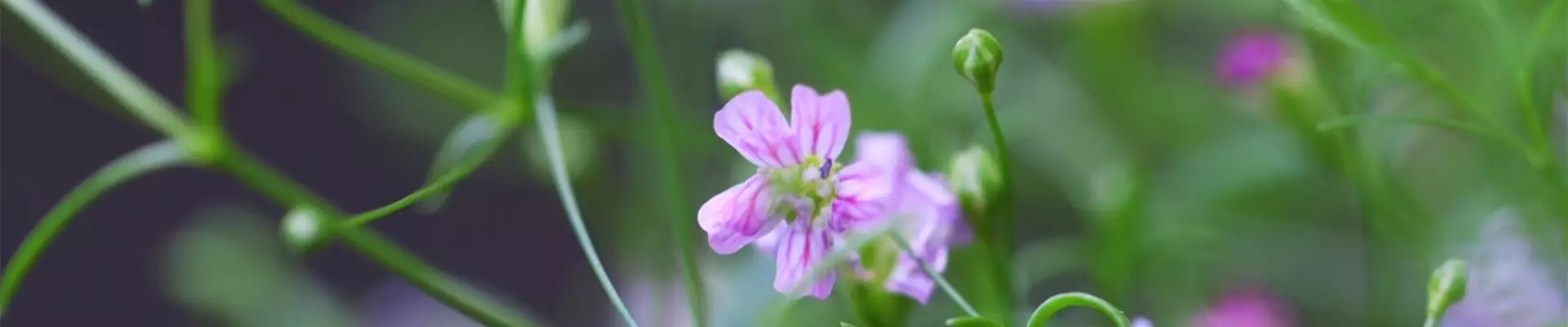 Sommer Schleierkraut - Einpflanzen im Garten (Thumbnail)