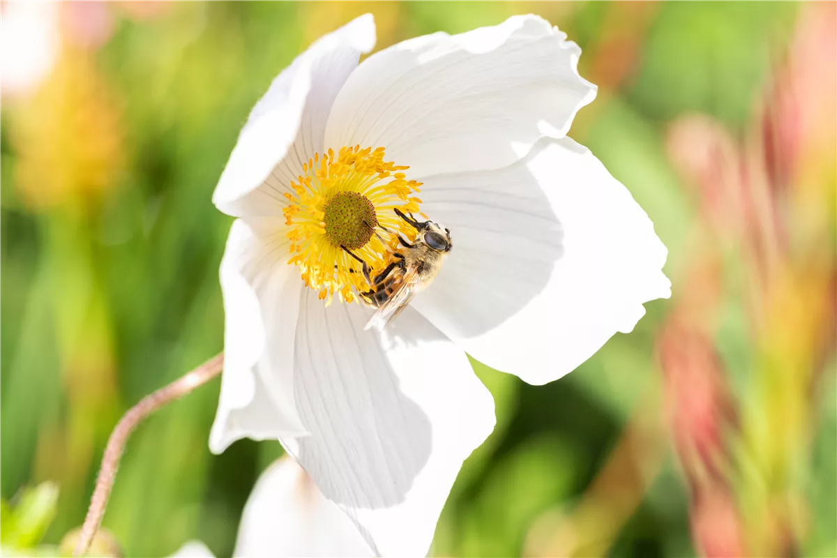 Nützlinge im Garten – Fleißige kleine Helfer fördern - Gartenwelt Kremer