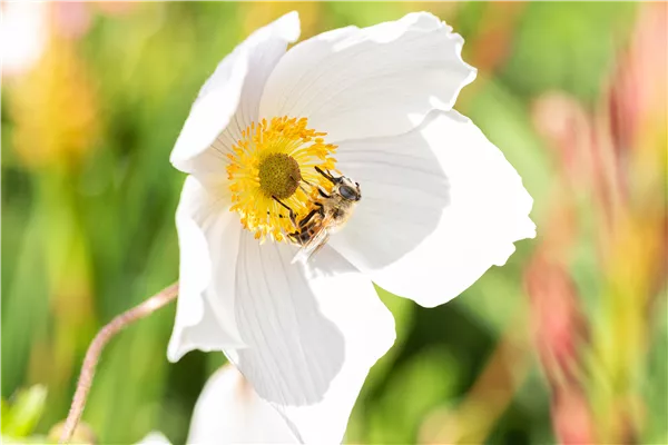 Nützlinge im Garten – Fleißige kleine Helfer fördern