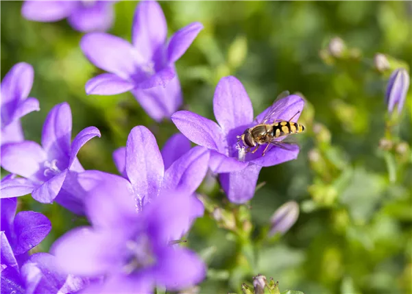 Schwebfliege