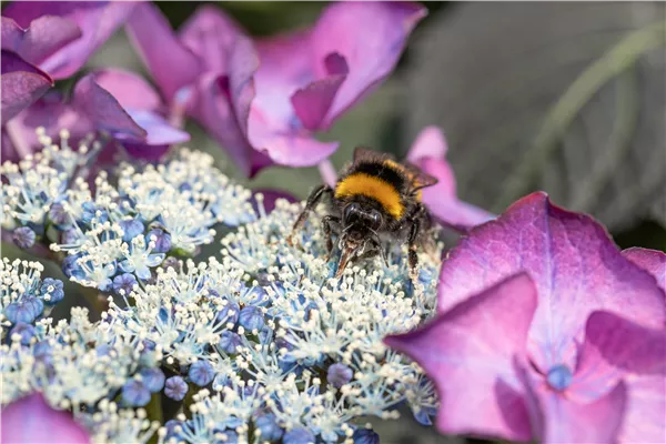 Hummel