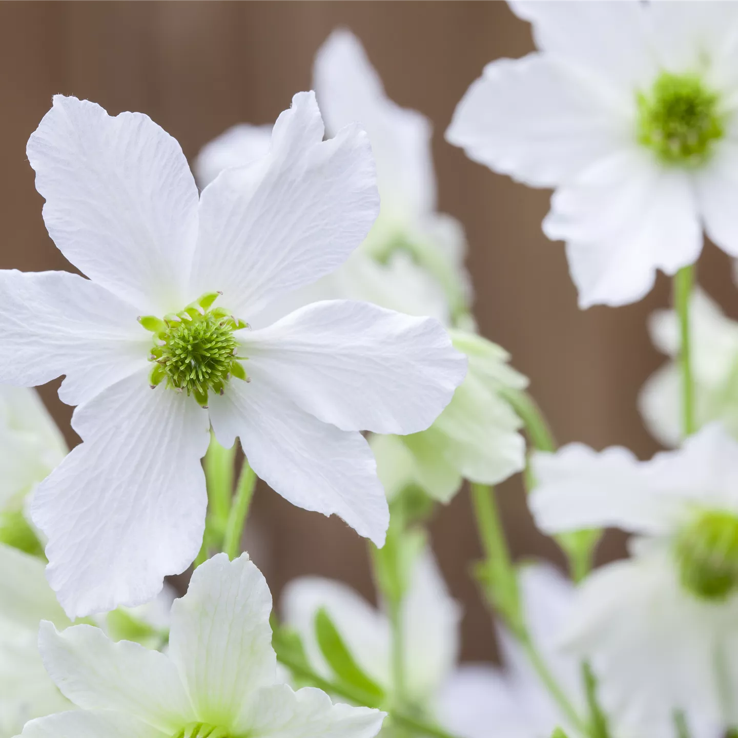 Clematis 'Early Sensation'