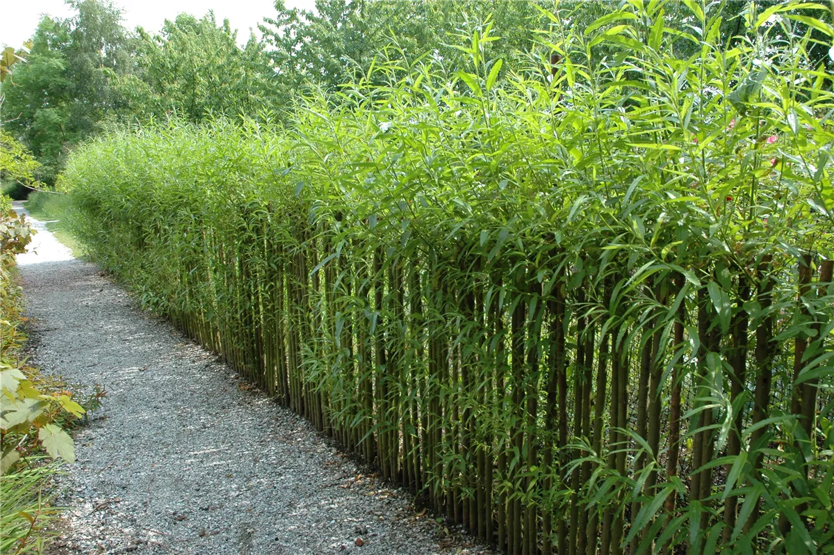 Ein Sichtschutz im Garten sorgt für mehr Privatsphäre - Gartenwelt Kremer