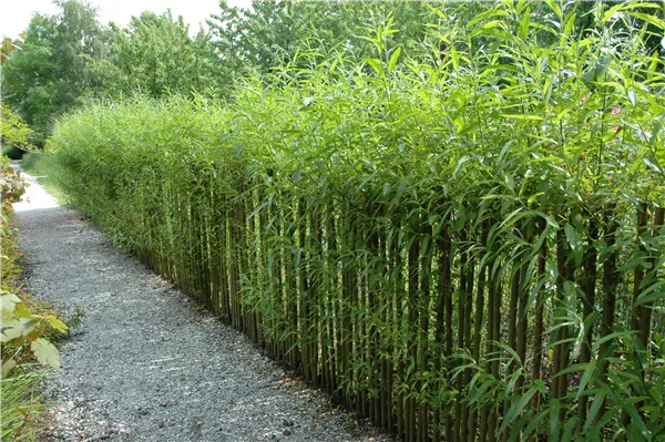 Ein Sichtschutz im Garten sorgt für mehr Privatsphäre