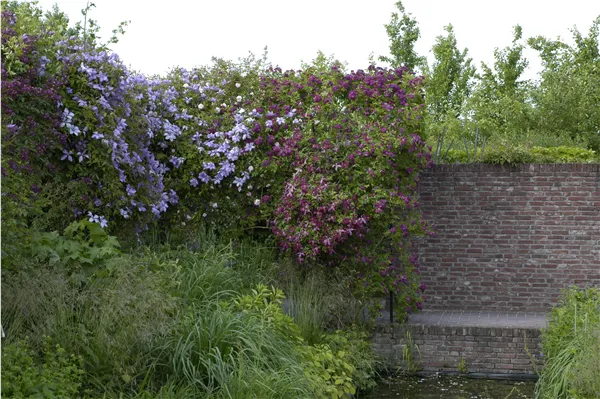 Clematis an Mauer