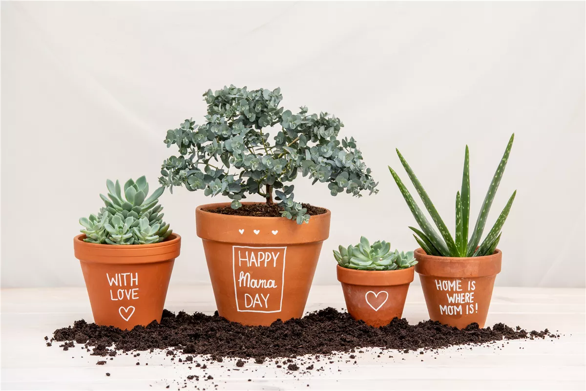 Danke Mama! – Die beliebtesten Blumen zum Muttertag - Gartenwelt Kremer