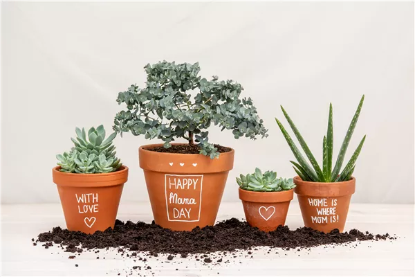 Danke Mama! – Die beliebtesten Blumen zum Muttertag