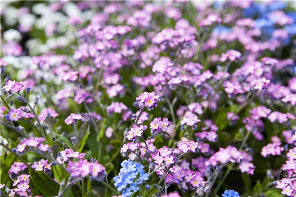 Myosotis sylvatica