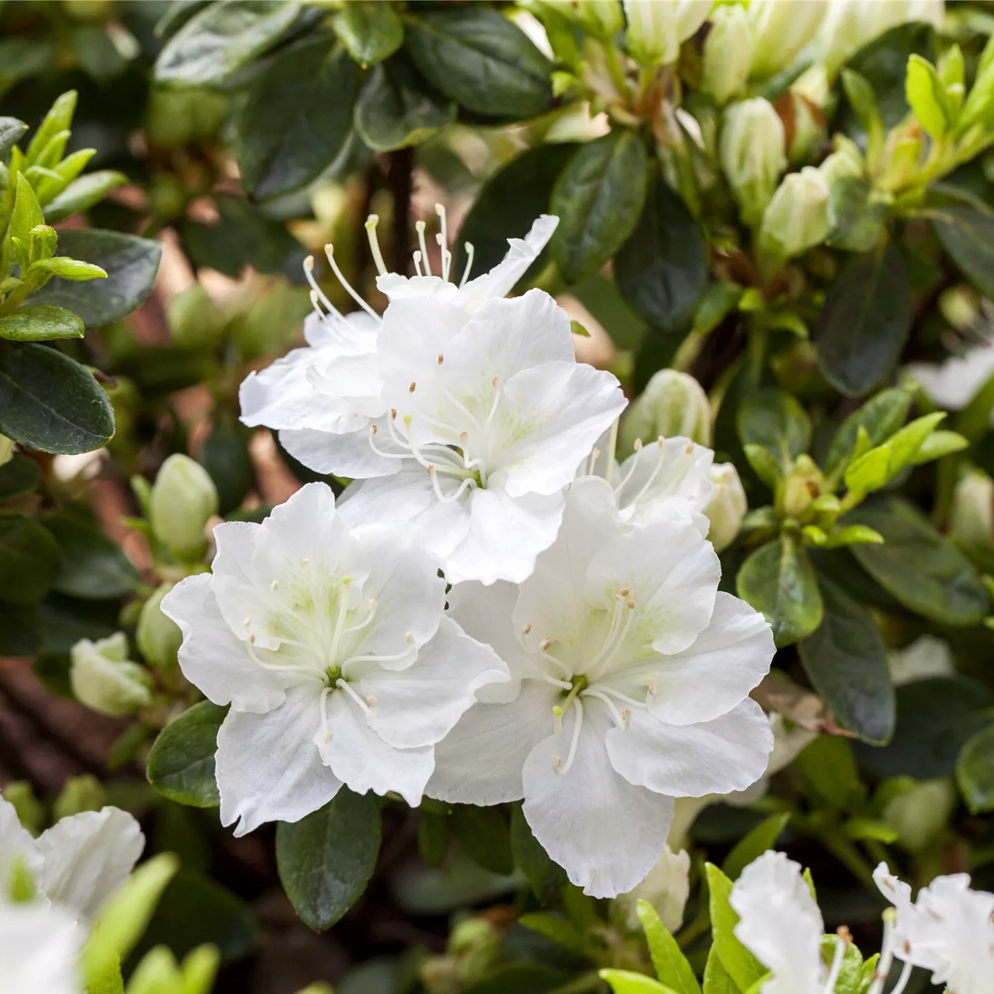Rhododendron obt.'Maischnee' -R- Rhododendron obt.'Maischnee' -R-