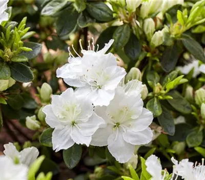 Japanische Azalee 'Maischnee' -R-