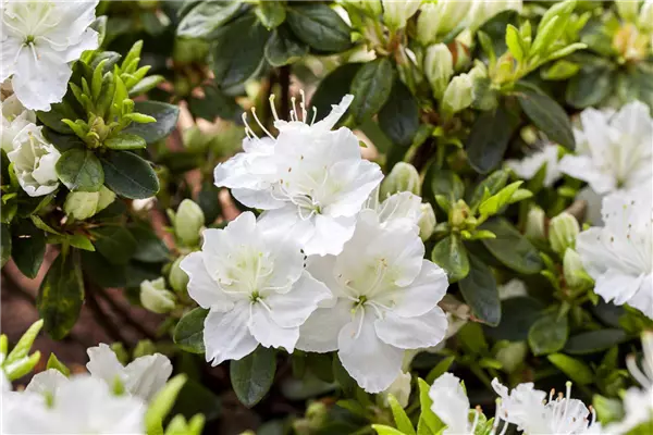 Rhododendron obt.'Maischnee' -R- Japanische Azalee 'Maischnee' -R-