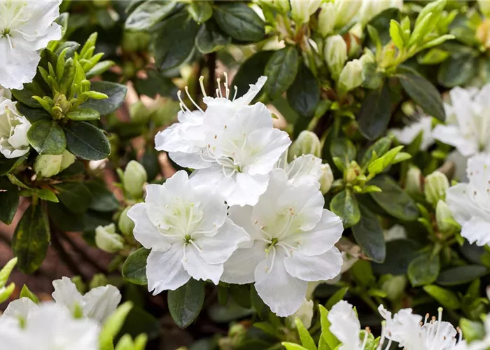 Rhododendron obt.'Maischnee' -R-