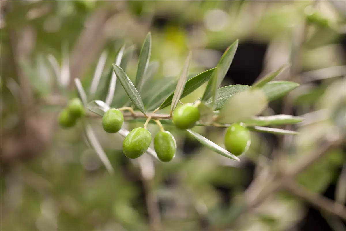 Kübelpflanzen für die Terrasse sorgen für mediterranes Flair - Gartenwelt Kremer