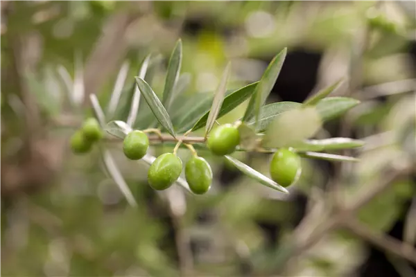 Kübelpflanzen für die Terrasse sorgen für mediterranes Flair