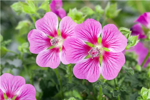 Lavatera