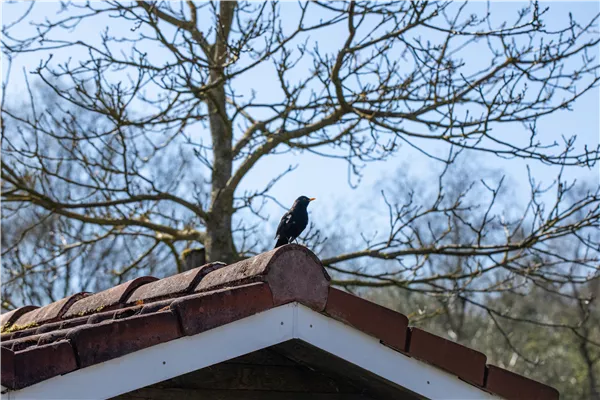 10 Tipps für einen tierfreundlichen Garten