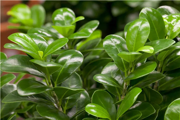 Ficus microcarpa