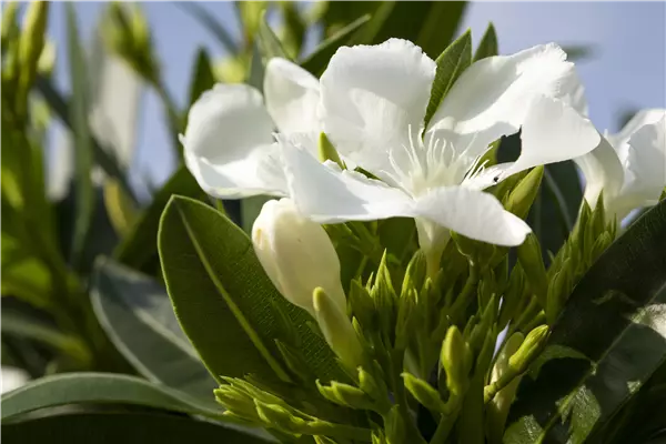Nerium oleander, weiß